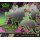 Nahaufnahme der Vorderseite der Pokémon Top-Trainer-Box Nebel der Sagen mit detaillierten Umrisszeichnungen der enthaltenen Pokémon.